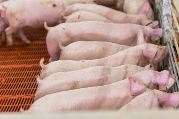 istock Agribusiness pig farm 1289622754