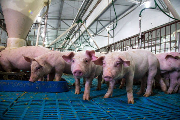 istock Agribusiness Pig Farm 1289622785