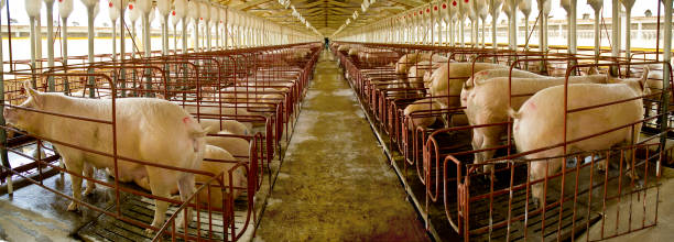 istock Agribusiness Pig Farm 1289622787