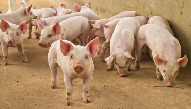 istock piglets in creiation 1289624917