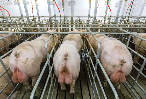 farm farm pig cages