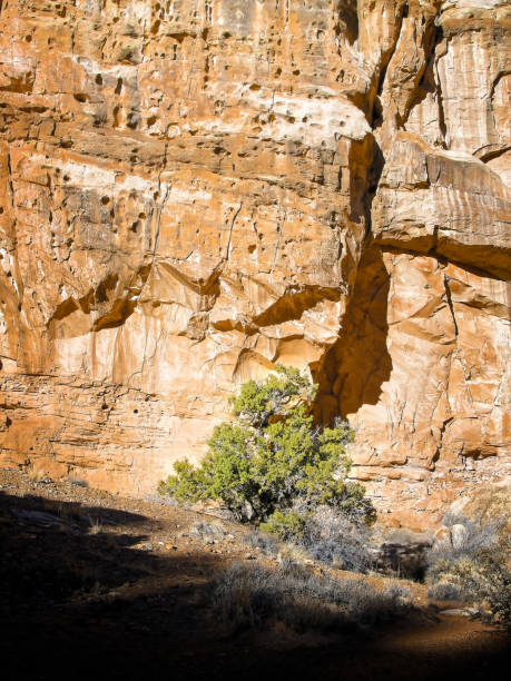 tons e texturas de outro mundo da grande lavagem no final do outono, parque nacional do capitólio, centro-sul de utah - otherworldy - fotografias e filmes do acervo