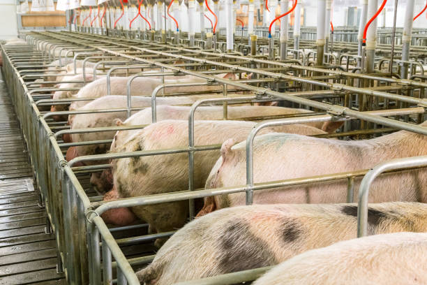 istock pigs on farm breeding 1289625093