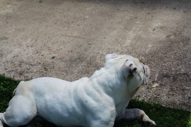 istock English bulldog 1289625101