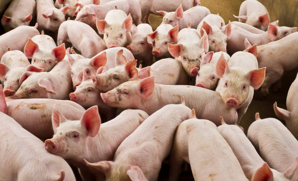 istock pig breeding, Agro pigs 1289625654