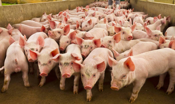 pig pig farm pig in farm breeding domestic pig stock pictures, royalty-free photos & images