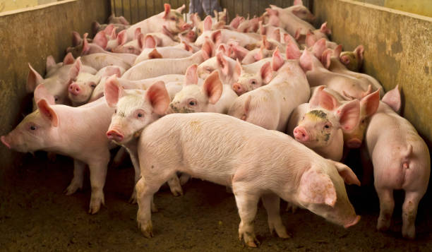 istock piglets in creiation 1289625783