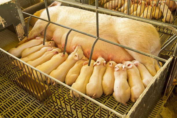 sine of piglet pig farm nursing in the