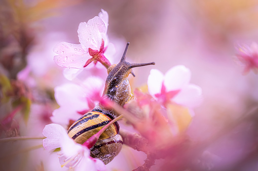 A snail in a cherry tree blossom tree
