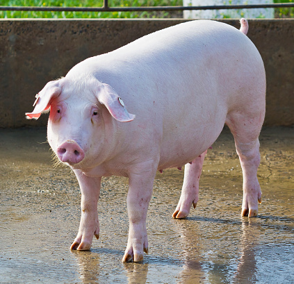 farmed animal, pig farming,
