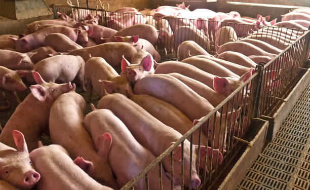 istock pig pig farm 1289626004