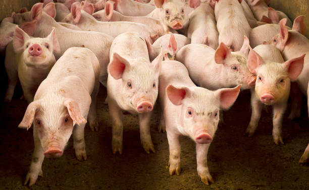 istock piglets in creiation 1289626177