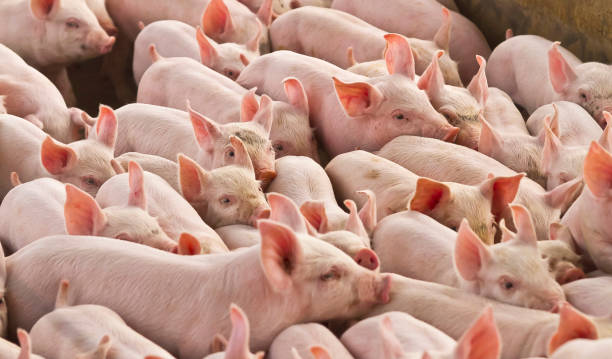 schweinezucht, agroschweine - pig stock-fotos und bilder