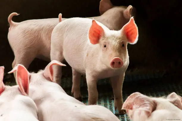Photo of pig on farm
