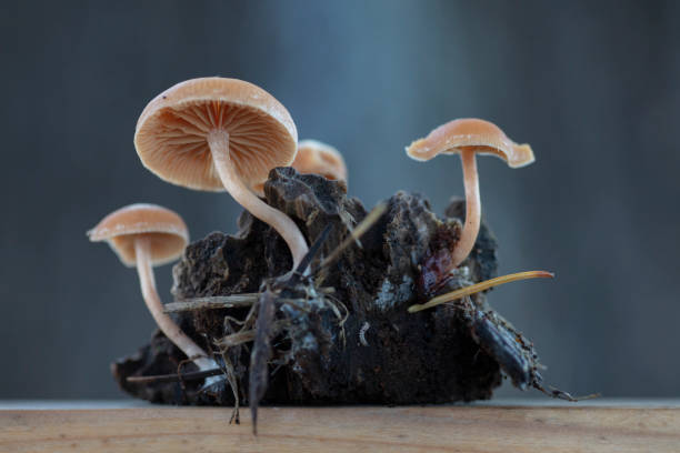 istock Gymnopilus bellulus mushrooms in the nature 1289628364