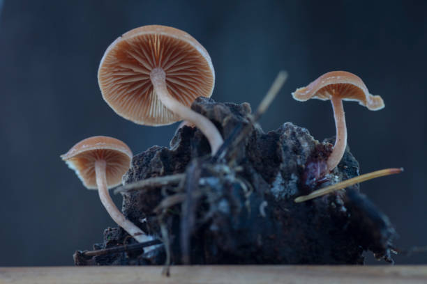 istock Gymnopilus bellulus mushrooms in the nature 1289628365
