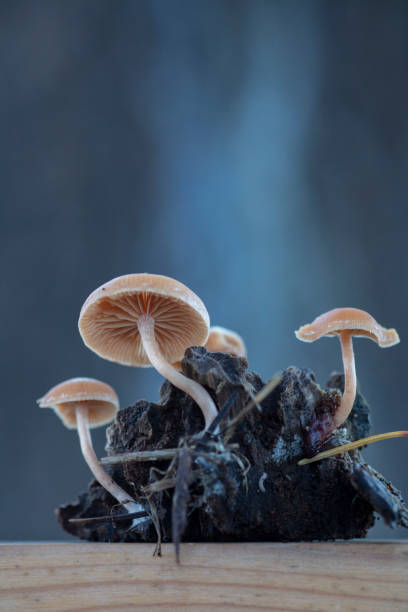 istock Gymnopilus bellulus mushrooms in the nature 1289628366