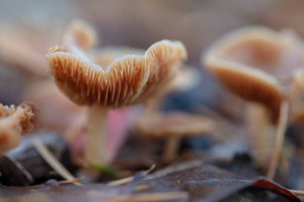 Gymnopilus bellulus mushrooms in the nature
