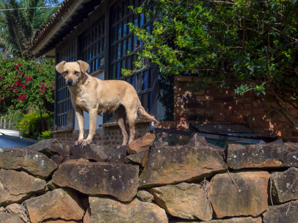 Portrait of an abandoned mongrel dog standing on a stone wall at sunrise. Captured near the colonial town of Villa de Leyva in the central Andean Mountains of Colombia.