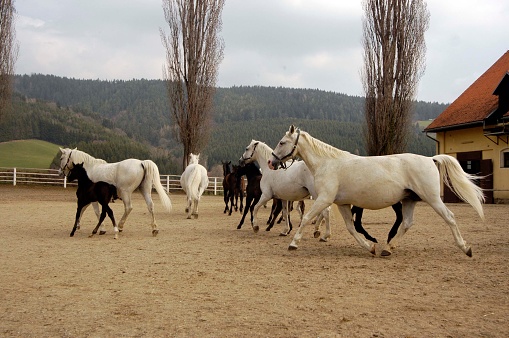 Lippizan horse breed with their foals running on a paddock