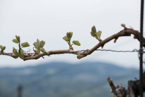 istock vineyard with young vines with green leaves 1289629102