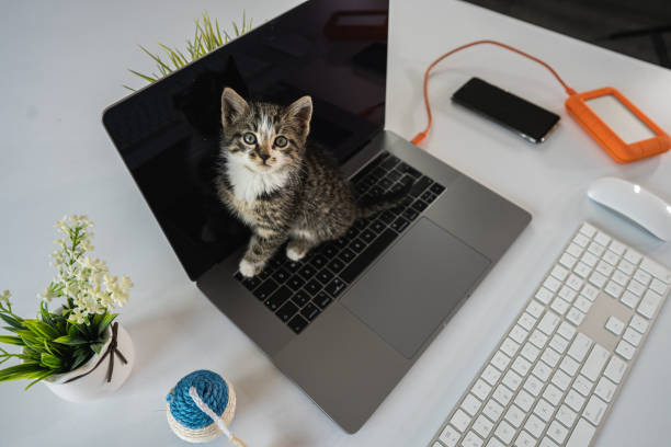 istock Cute kitten sitting on laptop keyboard and looking at camera 1289630373