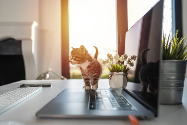 Cute kitten standing on laptop keyboard and looking at camera