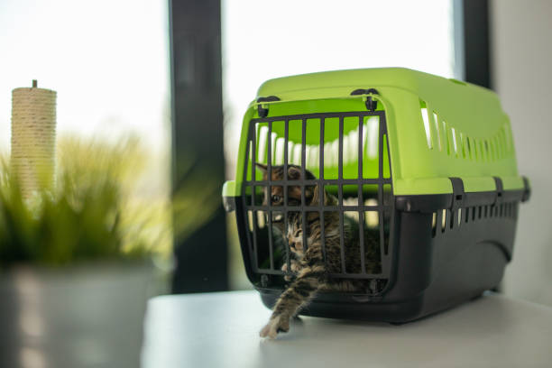 gatinho tentando sair do caso de animais de estimação de transporte - caixa para transporte de animal de estimação - fotografias e filmes do acervo