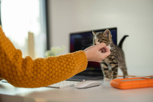 istock Woman petting a cat on the working table 1289630503