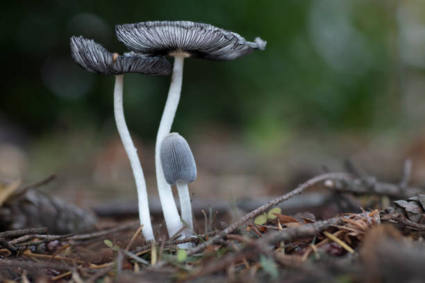 wełniany atrament cap grzyb w przyrodzie - white heron zdjęcia i obrazy z banku zdjęć