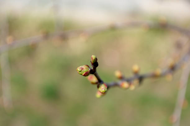 unblown green cherry blossom bud in early spring