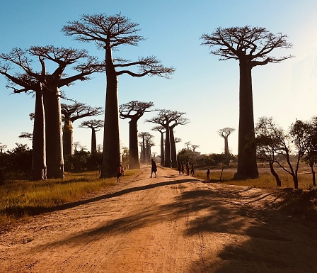 Morondava Madagascar-May 2019: legendary Avenue of Baobab trees in Morondava