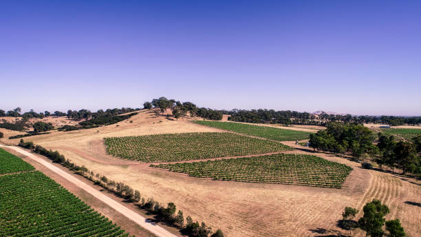 istock Aerial view of vineyard in Summer 1289634970