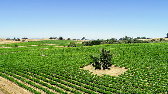 Grape vines at a vineyard in Central Victoria