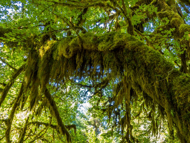 istock Hoh Rainforest at Olympic Peninsula in Washington 1289637345