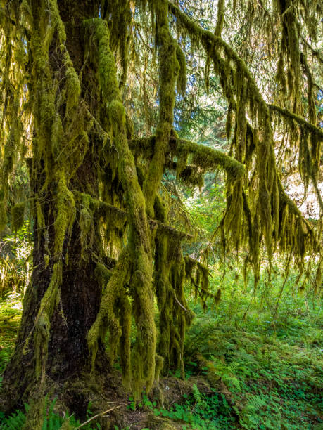 istock Hoh Rainforest at Olympic Peninsula in Washington 1289637346