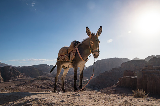 Donkeys on the path for Al Deir Monastery in Petra, Jordan, Middle East. donkey with a saddle on its back on ayt blue sky under a bright sun in the desert.