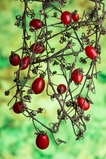 トマト - cherry tomato flash ストックフォトと画像