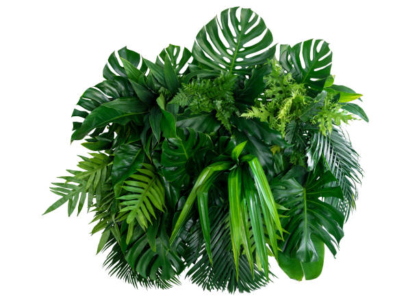 абстрактная текстура зеленого листа, фон природы, тропический лист - beauty in nature fern frond nature abstract стоковые фото и изображения