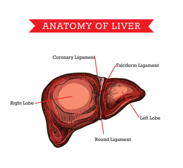 ヒト肝臓解剖学、ベクター医学支援スキーム - engraved image engraving liver drawing点のイラスト素材／クリップアート素材／マンガ素材／アイコン素材