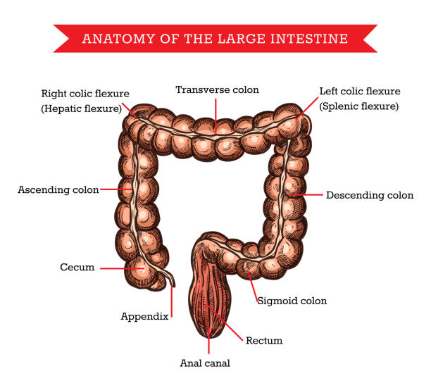 大腸解剖学ベクトルスケッチメディックエイド - descending colon点のイラスト素材／クリップアート素材／マンガ素材／アイコン素材