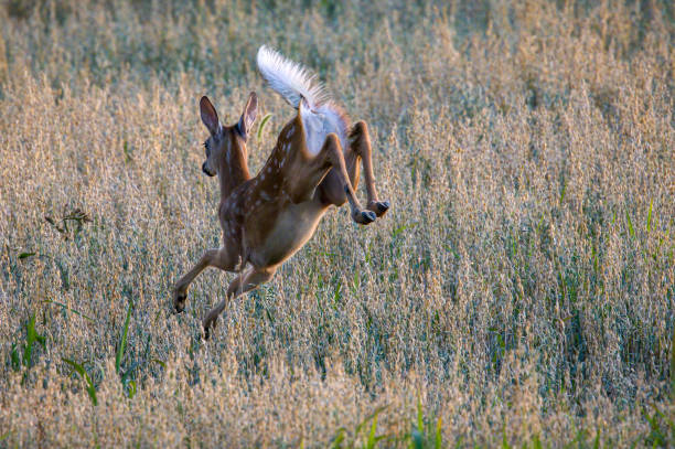 istock whitetail fawn in mid bound 1289639600