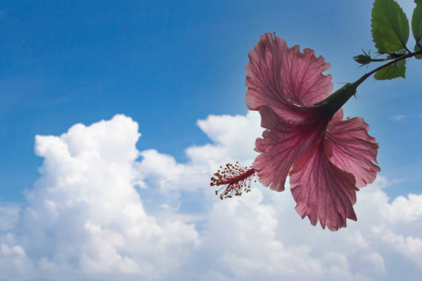 istock Red hibiscus and summer sky 1289642555