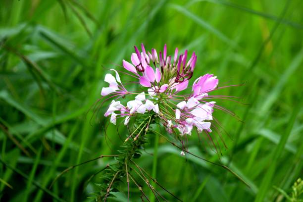 istock flor cleome - cleome hassleriana 1289644049