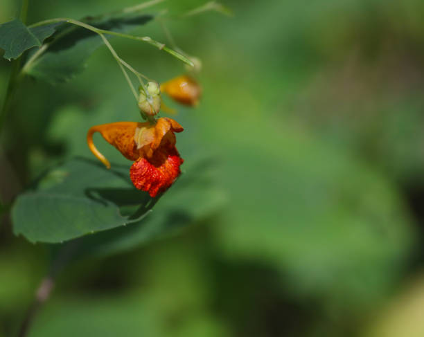 The flower of a Spotted Jewelweed (Impatiens capensis) plant.  Shot in Turkey Point Provincial Park, Ontario, Canada.