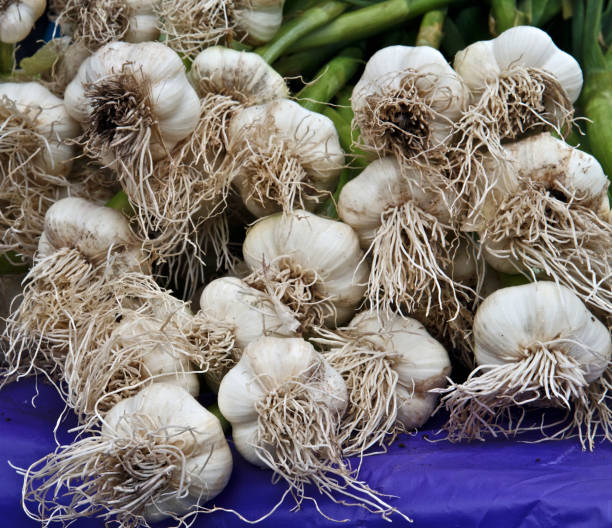 istock Bouquets of garlic 1289646691