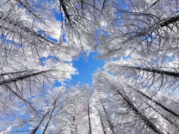 istock The Fantastic Rime in Inner Mongolia, China 1289648961