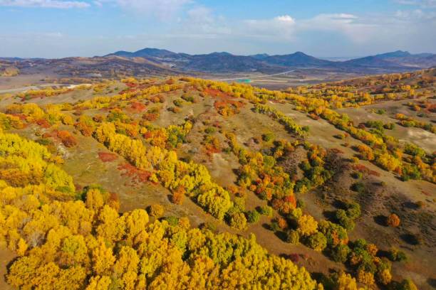 The Golden White Birch Forest, Inner Mongolia, China