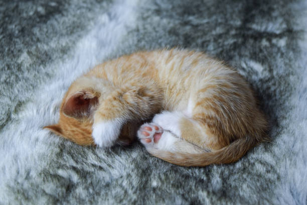 istock Small cat with blond fur on white and gray background 1289649032