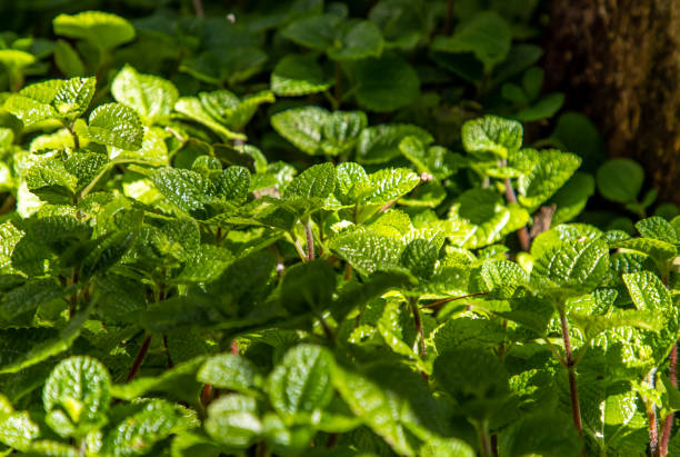 Mint background green leaves. Herb leaves grow in vegetable garden. Mint background green leaves (Pilea nummulariifolia). Herb leaves grow in vegetable garden. Selective focus. pilea nummulariifolia stock pictures, royalty-free photos & images
